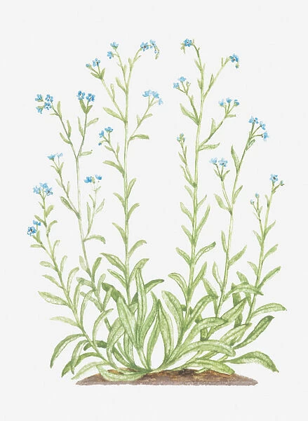 blue, boraginaceae, botany, bur forget-me-not, cut out, flower, lappula, lappula squarrosa