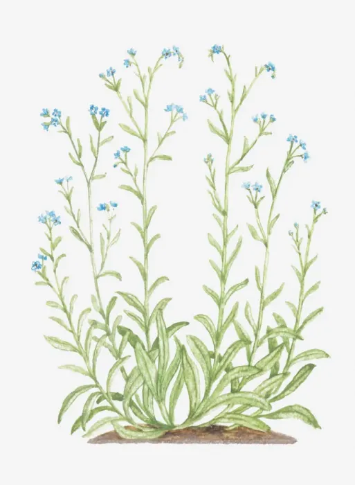 Framed Print : blue, boraginaceae, botany, bur forget-me-not, cut out, flower, lappula, lappula squarrosa