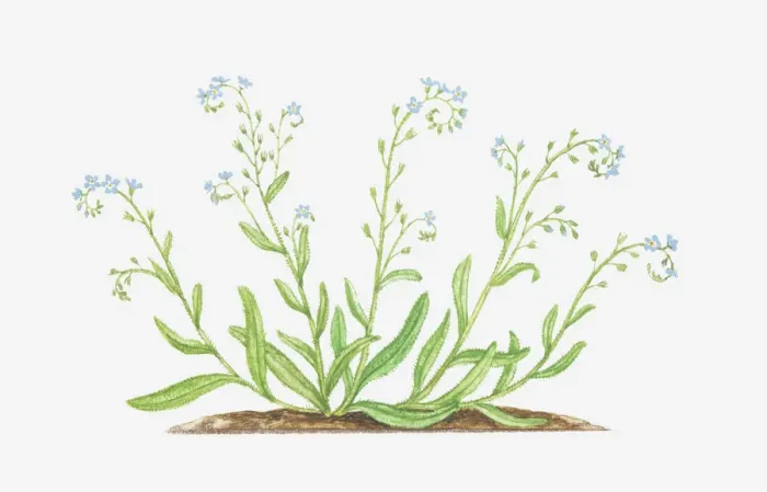 Framed Print : blue, boraginaceae, botany, cut out, field forget-me-not, flower, foliage, forget-me-not Framed Print : blue, boraginaceae, botany, cut out, field forget-me-not, flower, foliage, forget-me-not