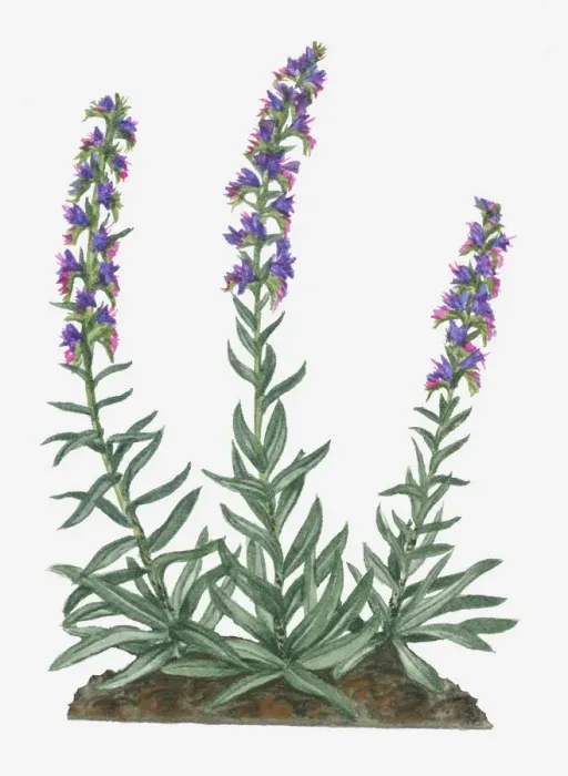 Framed Print : blue, botany, change, cut out, day, echium vulgare, flora, flower, green, hairy, herb Framed Print : blue, botany, change, cut out, day, echium vulgare, flora, flower, green, hairy, herb