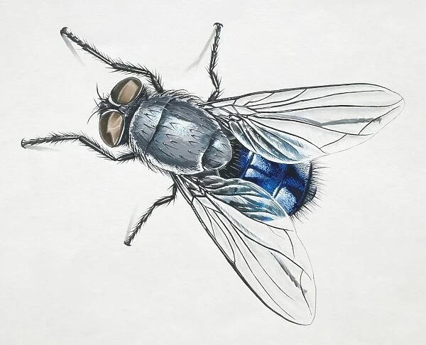 Blue Bottle Fly, Calliphora vomitoria, overhead view
