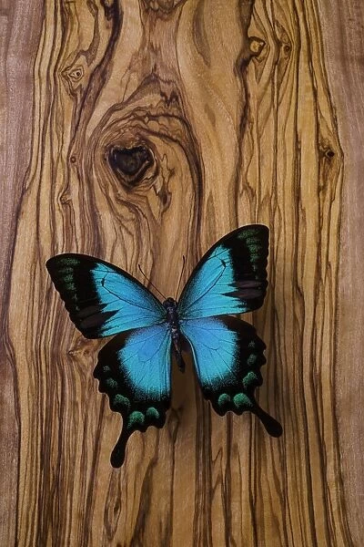Blue butterfly on wood grain