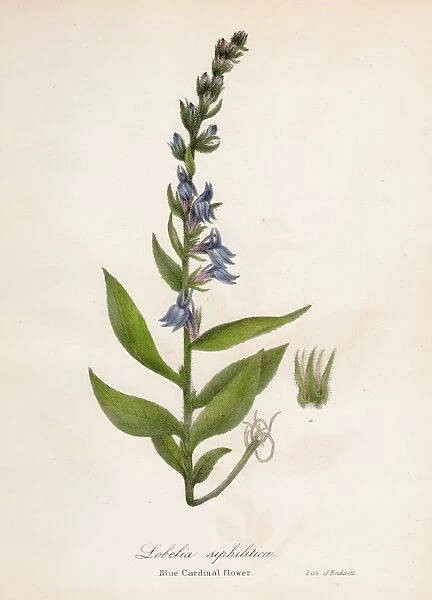 Blue cardinal flower botanical engraving 1843