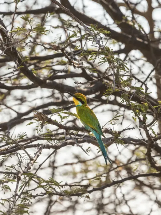 Framed Print : Blue-cheeked Bee-eater -Merops persicus- perched on a dry acacia tree, Etosha National Park, Namibia