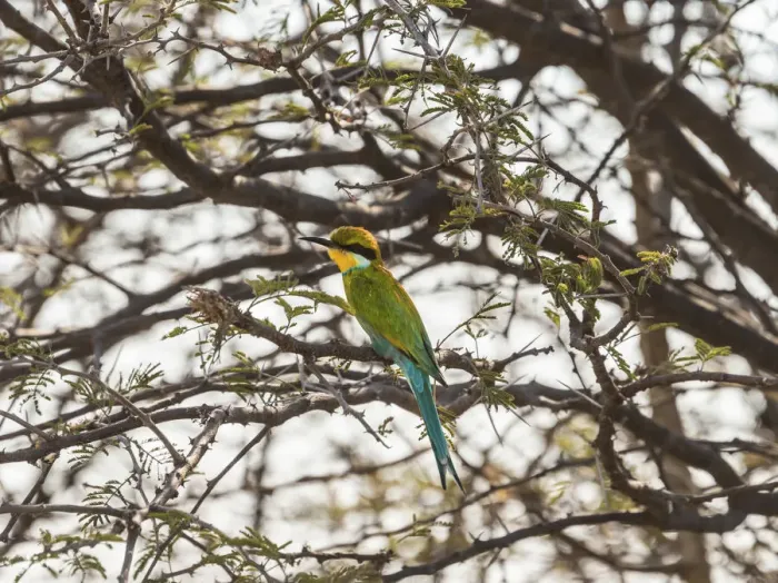 Framed Print : Blue-cheeked Bee-eater -Merops persicus- perched on a dry acacia tree, Etosha National Park, Namibia
