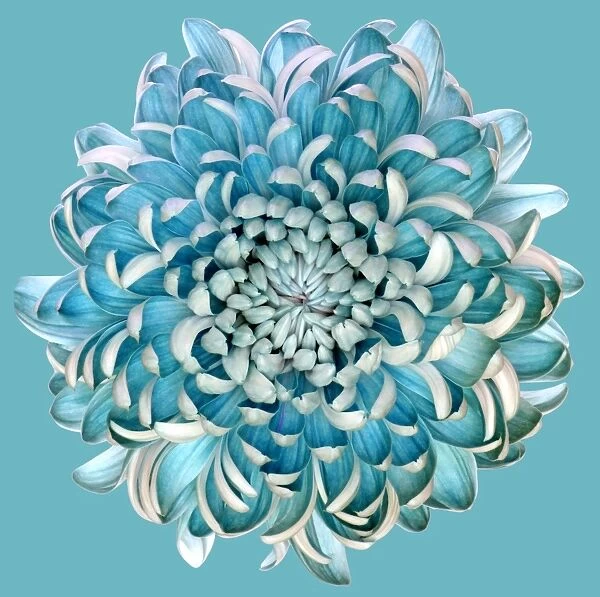 Blue Chrysanth