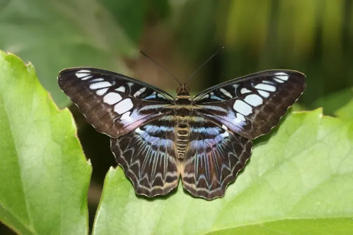 Framed Print : Blue Clipper -Parthenos sylvia lilacinus-, Asia Framed Print : Blue Clipper -Parthenos sylvia lilacinus-, Asia