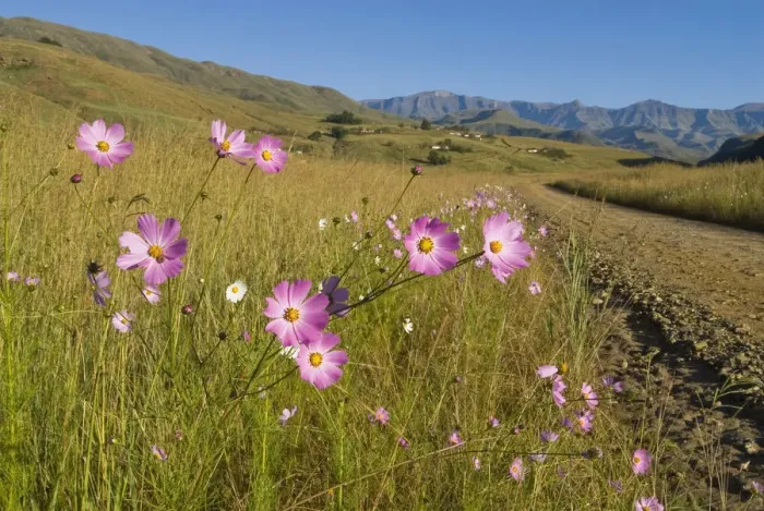 Framed Print : blue, color image, coloured grassland, cosmos, day, dirt road, drakensberg, flowers Framed Print : blue, color image, coloured grassland, cosmos, day, dirt road, drakensberg, flowers