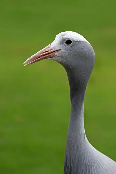 Blue Crane -Anthropoides paradisea-, adult, national bird of South Africa, Western Cape, South Africa