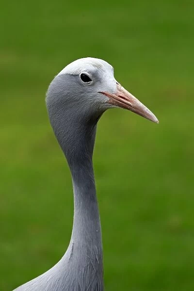 Blue Crane -Anthropoides paradisea-, adult, national bird of South Africa, Western Cape, South Africa