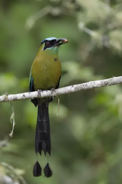 Framed Print : Blue-crowned Motmot Framed Print : Blue-crowned Motmot