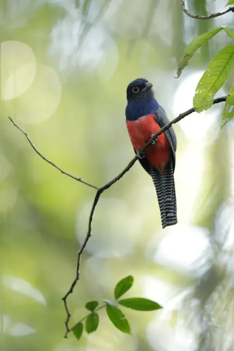 Framed Print : Blue-crowned Trogon (Trogon curucui) Framed Print : Blue-crowned Trogon (Trogon curucui)