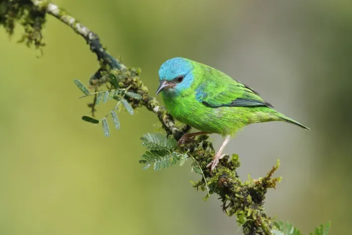 Framed Print : Blue Dacnis Framed Print : Blue Dacnis