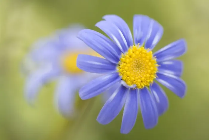 Framed Print : Blue daisy Framed Print : Blue daisy
