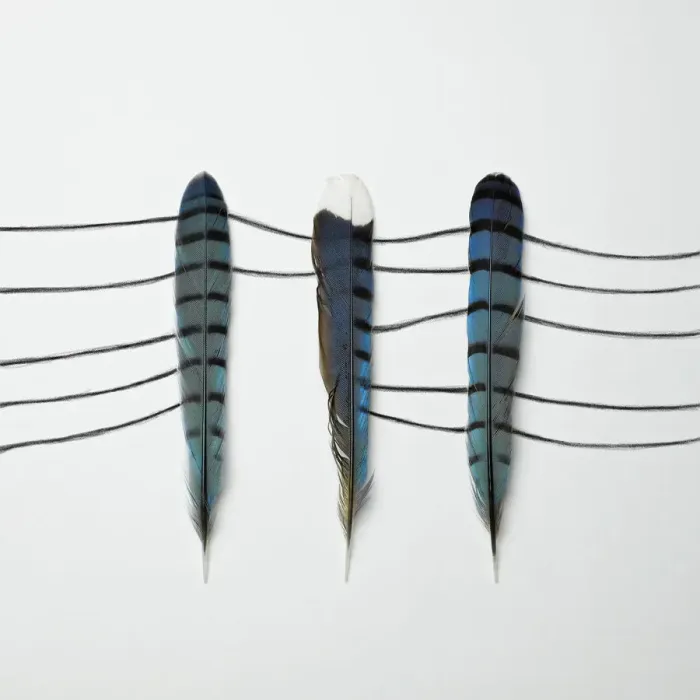 Framed Print : Three Blue Feathers Framed Print : Three Blue Feathers