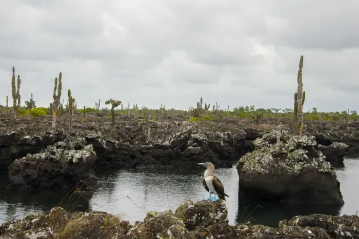 Framed Print : Blue footed boobie at Galapagos