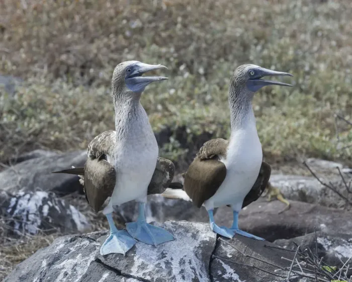 Framed Print : Blue-footed Boobies -Sula nebouxii-, Isla Espanola, Galapagos Islands Framed Print : Blue-footed Boobies -Sula nebouxii-, Isla Espanola, Galapagos Islands