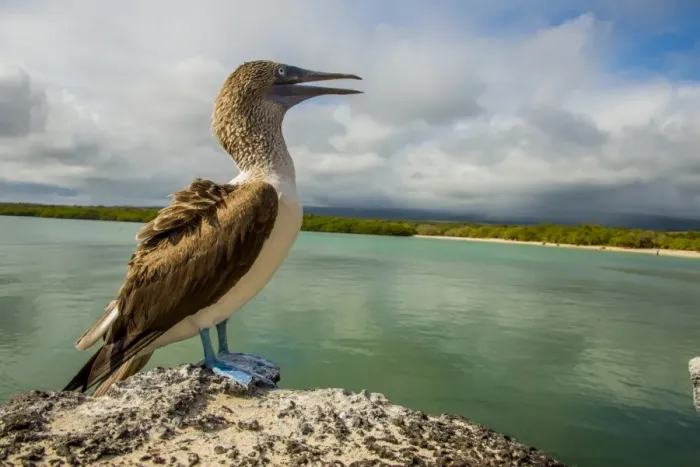Framed Print : Blue footed booby