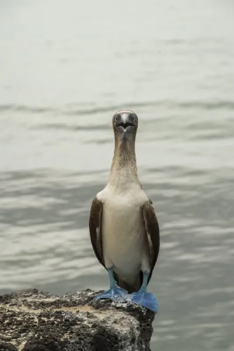 Framed Print : Blue footed booby