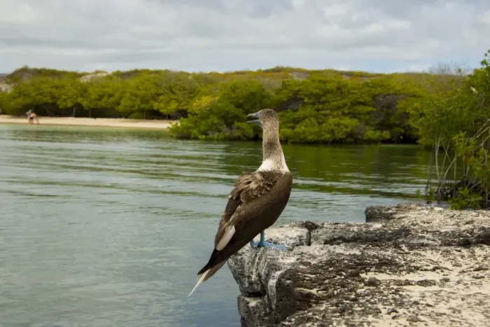 Framed Print : Blue footed booby Framed Print : Blue footed booby