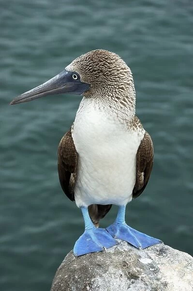 Blue-footed Booby (Sula nebouxii), Galapagos Islands, Ecuador