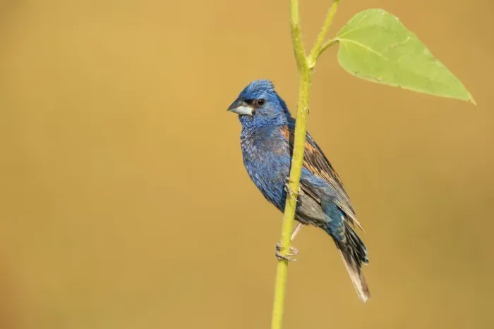 Framed Print : Blue Grosbeak Framed Print : Blue Grosbeak