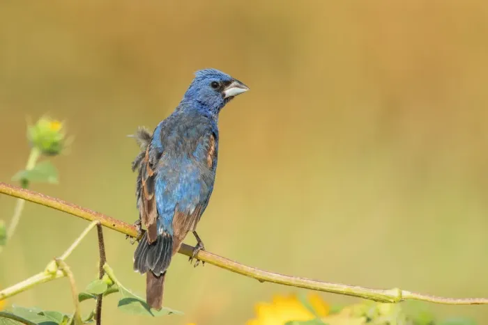 Framed Print : Blue Grosbeak Framed Print : Blue Grosbeak