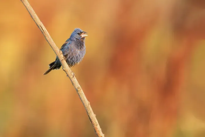 Framed Print : Blue Grosbeak Framed Print : Blue Grosbeak