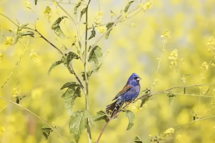 Framed Print : Blue Grosbeak Perched Framed Print : Blue Grosbeak Perched