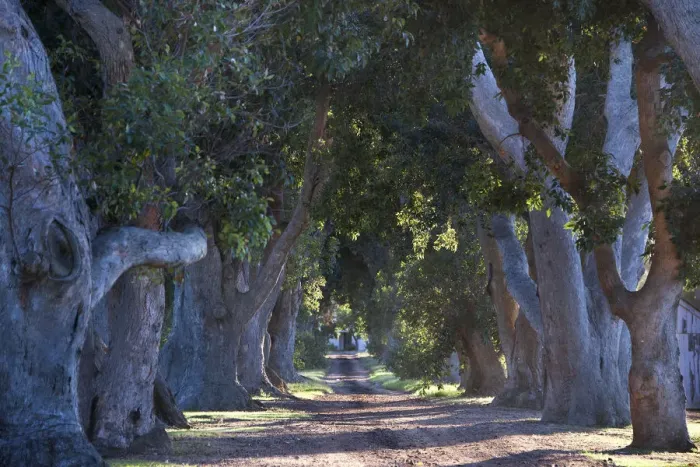 Framed Print : Blue gum Trees on Uitsig Estate, Constantia Cape Town. RSA