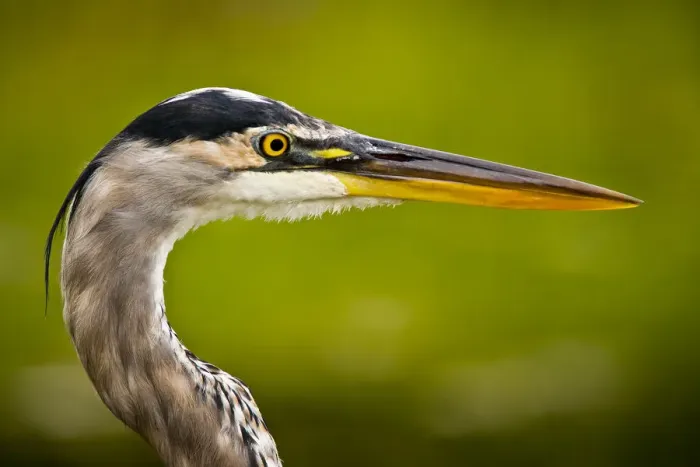 Framed Print : Blue Heron Framed Print : Blue Heron