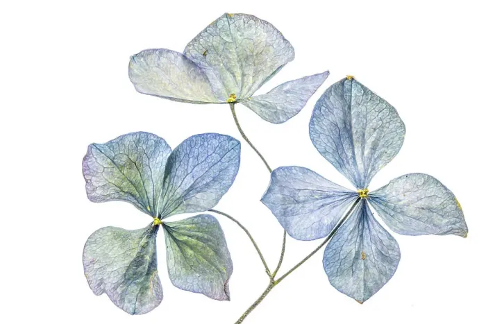 Framed Print : Blue Hydrangea Framed Print : Blue Hydrangea
