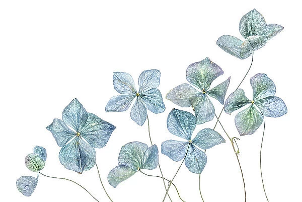 Blue Hydrangea. bloom, Mandy Disher Photography, 665364710
