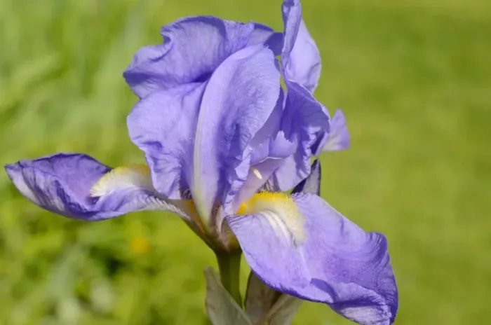 Framed Print : Blue Iris Barbata flower -Iris barbata elatior-, hybrid Framed Print : Blue Iris Barbata flower -Iris barbata elatior-, hybrid