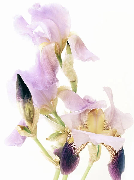 Blue iris flowers