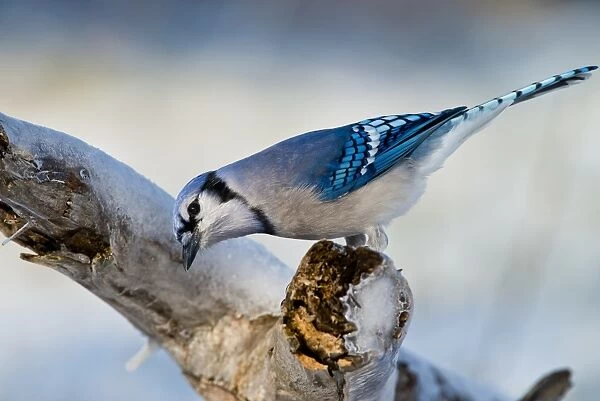 Blue Jay. A Blue Jay perched on a branch in the winter