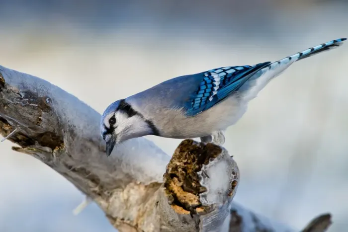 Framed Print : Blue Jay. A Blue Jay perched on a branch in the winter Framed Print : Blue Jay. A Blue Jay perched on a branch in the winter