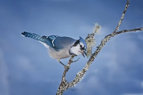 Blue Jay. A Blue Jay on a lichen covered branch. Blue background