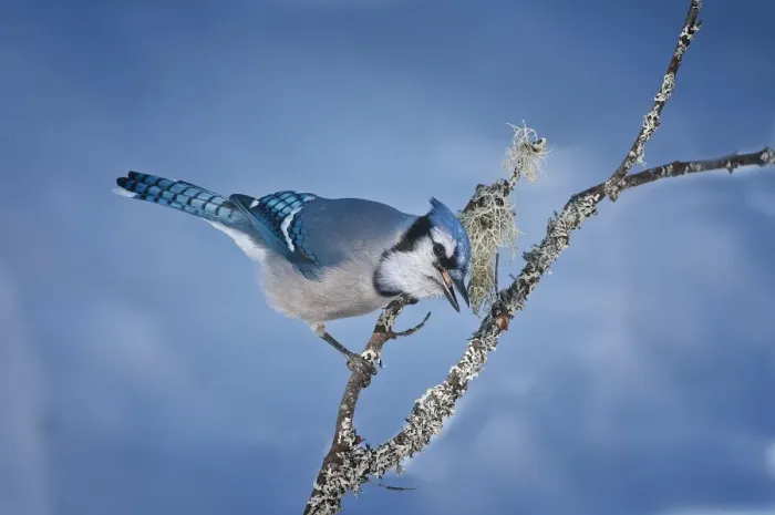Framed Print : Blue Jay. A Blue Jay on a lichen covered branch. Blue background Framed Print : Blue Jay. A Blue Jay on a lichen covered branch. Blue background