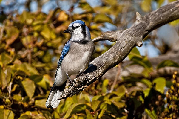Blue Jay. A Blue Jay on a branch with fall leaf colour behind