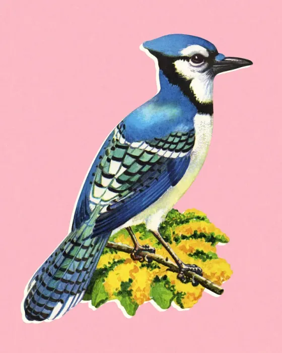 Framed Print : Blue Jay Framed Print : Blue Jay