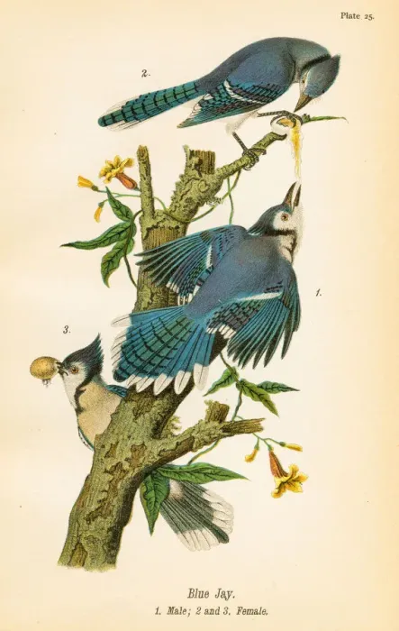 Framed Print : Blue jay bird lithograph 1890 Framed Print : Blue jay bird lithograph 1890