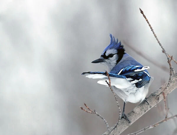 Blue Jay on branch during windy day