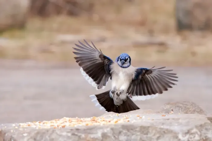 Framed Print : Blue Jay incoming Framed Print : Blue Jay incoming