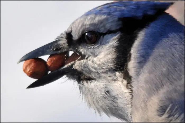 Framed Print : Blue Jay with peanuts