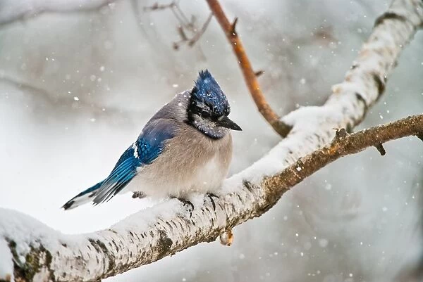 Blue Jay In Winter