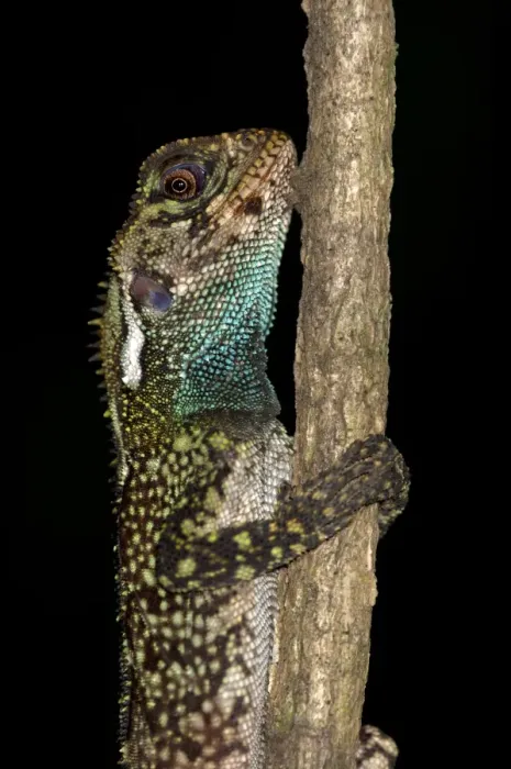 Framed Print : Blue-lipped Tree Lizard -Plica umbra-, Tiputini rainforest, Yasuni National Park, Ecuador, South America Framed Print : Blue-lipped Tree Lizard -Plica umbra-, Tiputini rainforest, Yasuni National Park, Ecuador, South America