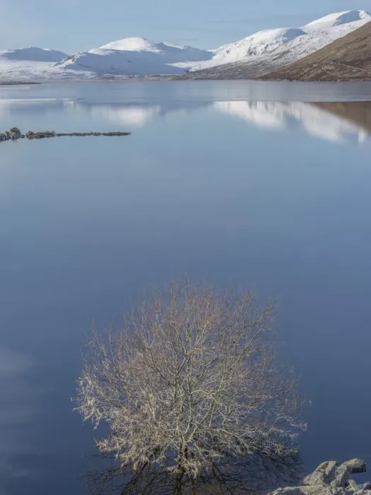 Framed Print : Blue loch. Scottish Loch with tree and reflections of snowy mountains Framed Print : Blue loch. Scottish Loch with tree and reflections of snowy mountains