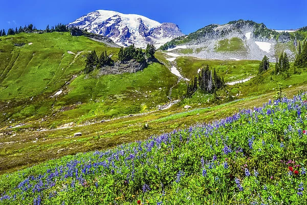 Blue Lupine (Lupinus perennis) and Indian Paintbrush (Castilleja) wildflowers, Mount Rainier. Mount Rainier National Park, Washington State, USA