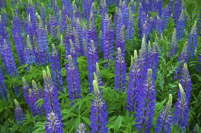 Framed Print : Blue lupines (Lupinus) Framed Print : Blue lupines (Lupinus)